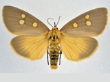 Rhanidophora agrippa